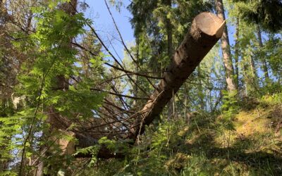 Puunkaato talvella – miksi talvi on paras aika kaataa puita?