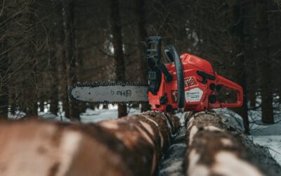 Vaarallinen puu pihassa – milloin on aika toimia?