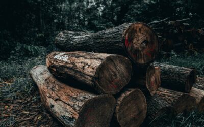 Tonttihakkuu ja puunkaato pihassa – milloin ammattilainen on paras valinta?